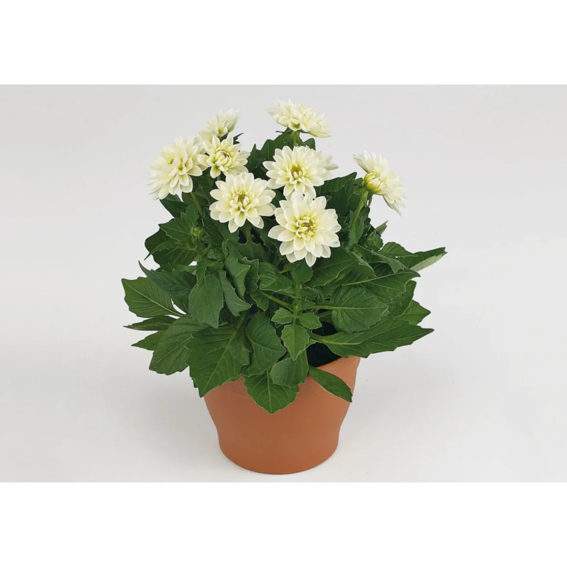 PlantiflorDahlien verschiedene Farben T 10,5