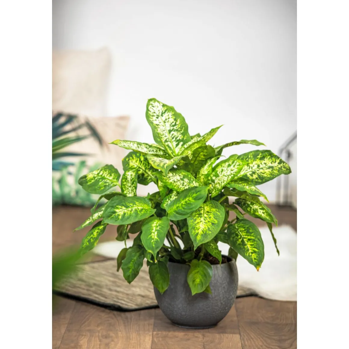 Plantiflor Dieffenbachie Compacta 35 cm T12
