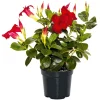 PlantiflorDipladenie Busch T10,5 verschiedene Farben