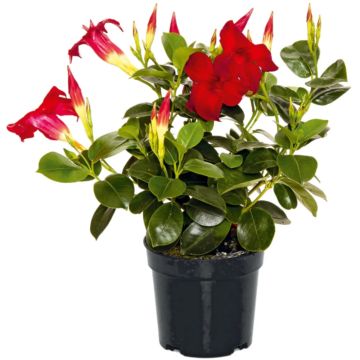 PlantiflorDipladenie Busch T10,5 verschiedene Farben