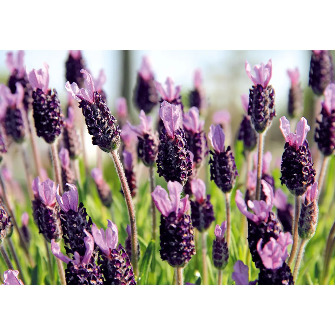 Plantiflor Echter Lavendel 6er-Pack