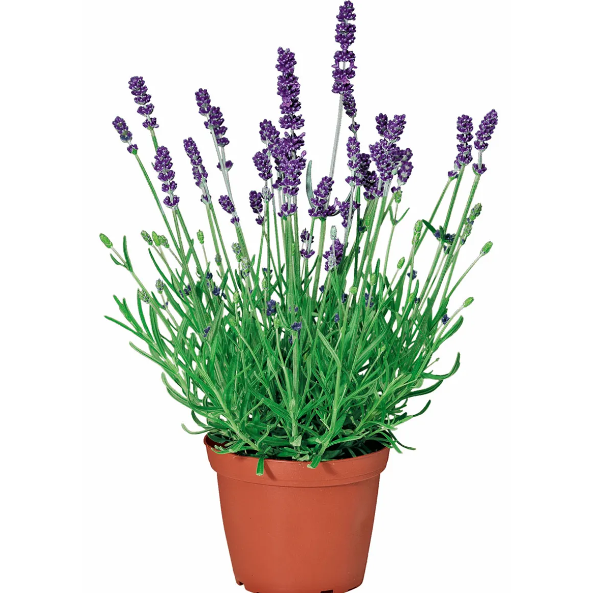 PlantiflorEchter Lavendel Topf- Durchmesser 11 cm