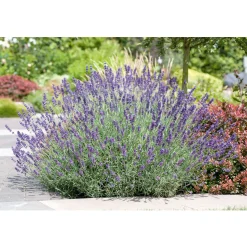 PlantiflorEchter Lavendel Topf- Durchmesser 11 cm