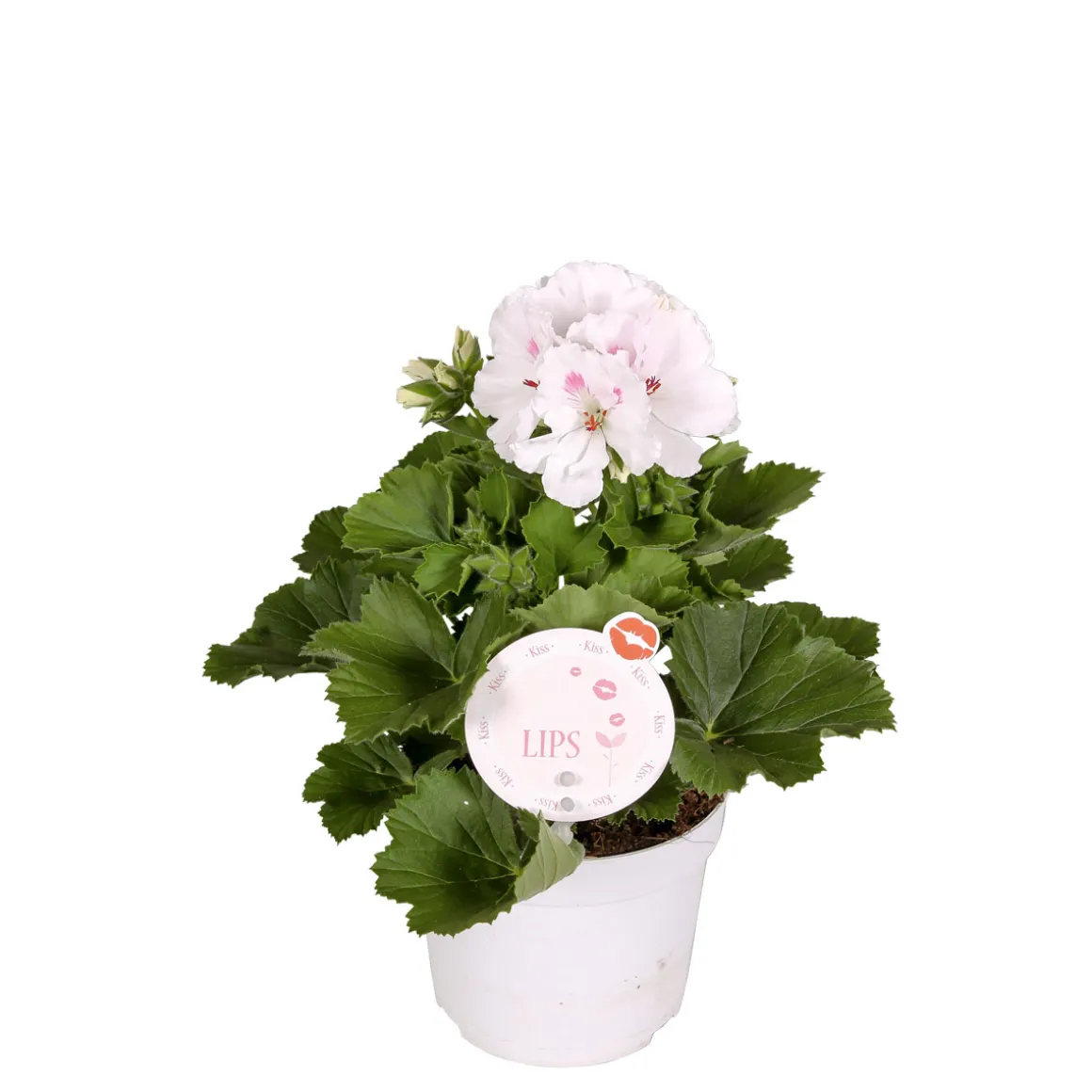 PlantiflorEdelgeranie Topf- Durchmesser 12 cm