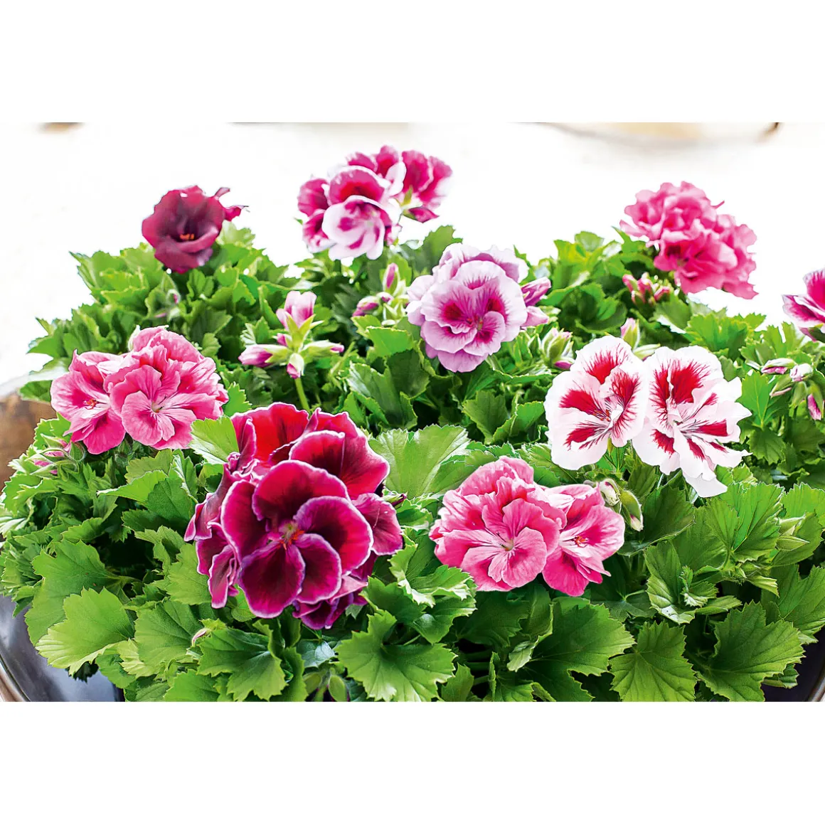 PlantiflorEdelgeranie Topf- Durchmesser 12 cm