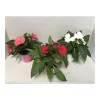 PlantiflorEdellieschen T12 versch Farben