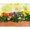 PlantiflorEisbegonie Topf Durchmesser 10,5 cm