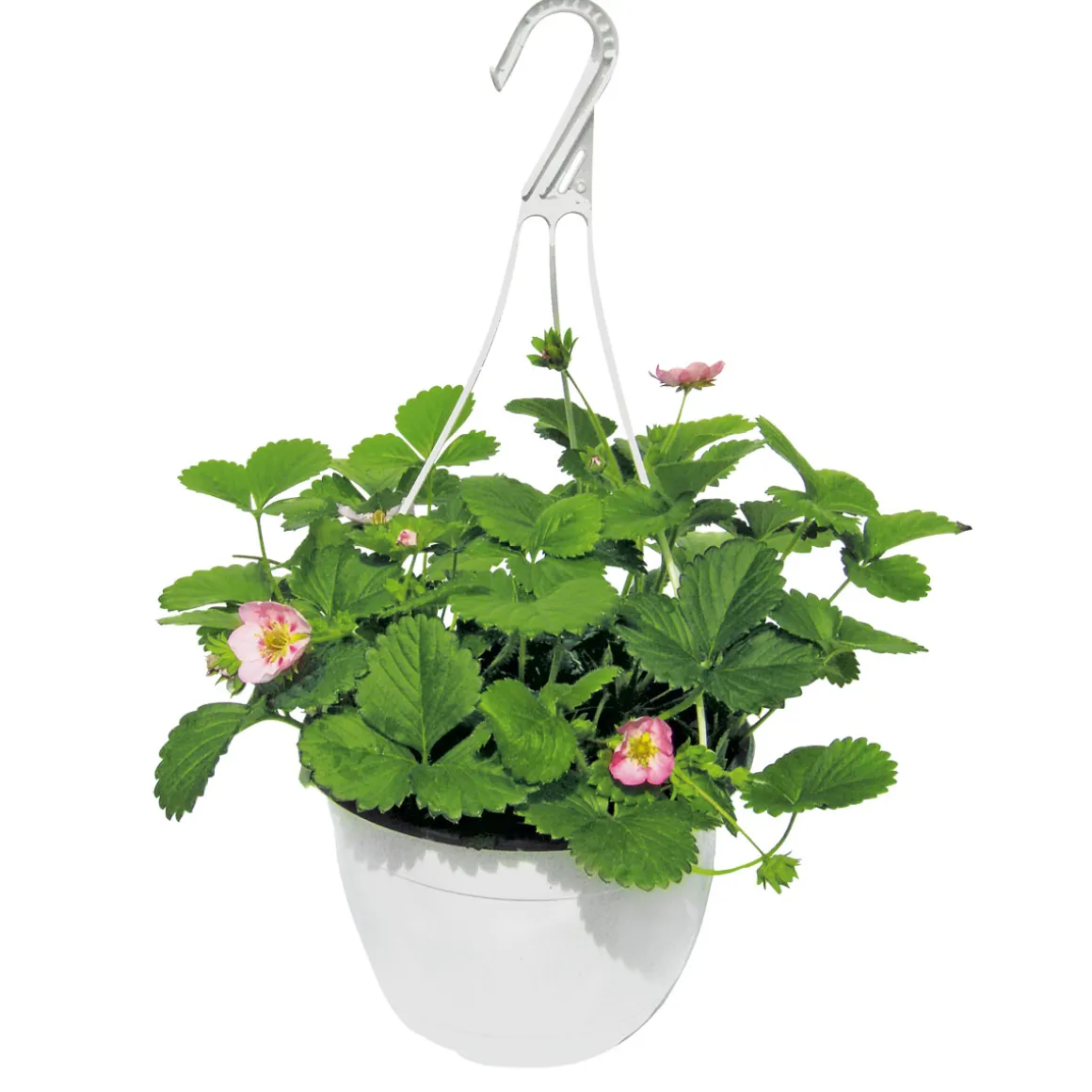 Plantiflor Erdbeeren-Ampel Topf Durchmesser 19 cm