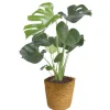 PlantiflorFensterblatt 45-50 cm T 14