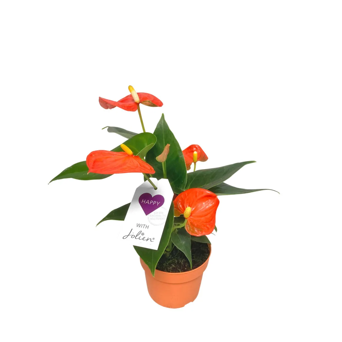 PlantiflorFlamingoblume Ton in Ton Topf- Durchmesser 10,5 cm