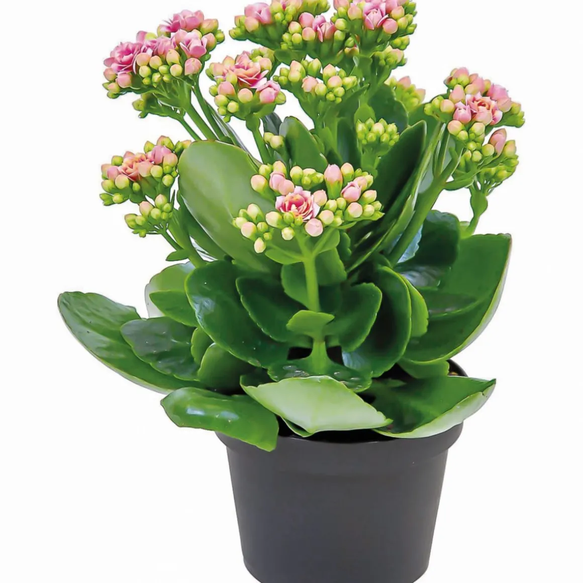 Plantiflor Flammendes Käthchen Calandiva T11