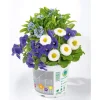 PlantiflorFrühlings-Mix Topf Durchmesser 13 cm