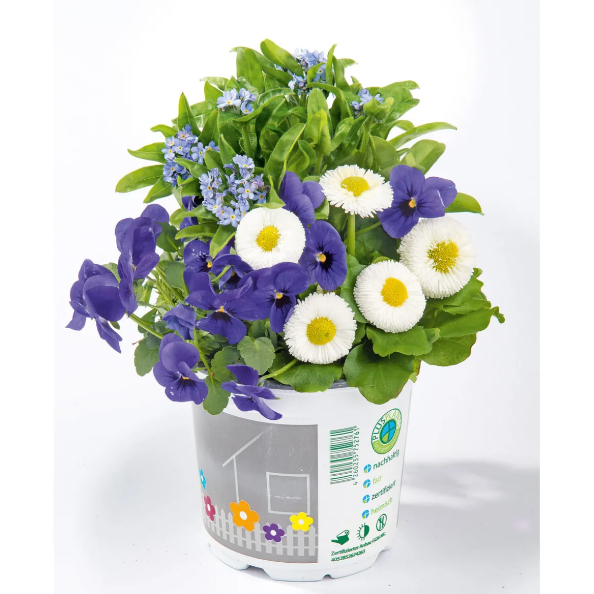 PlantiflorFrühlings-Mix Topf Durchmesser 13 cm
