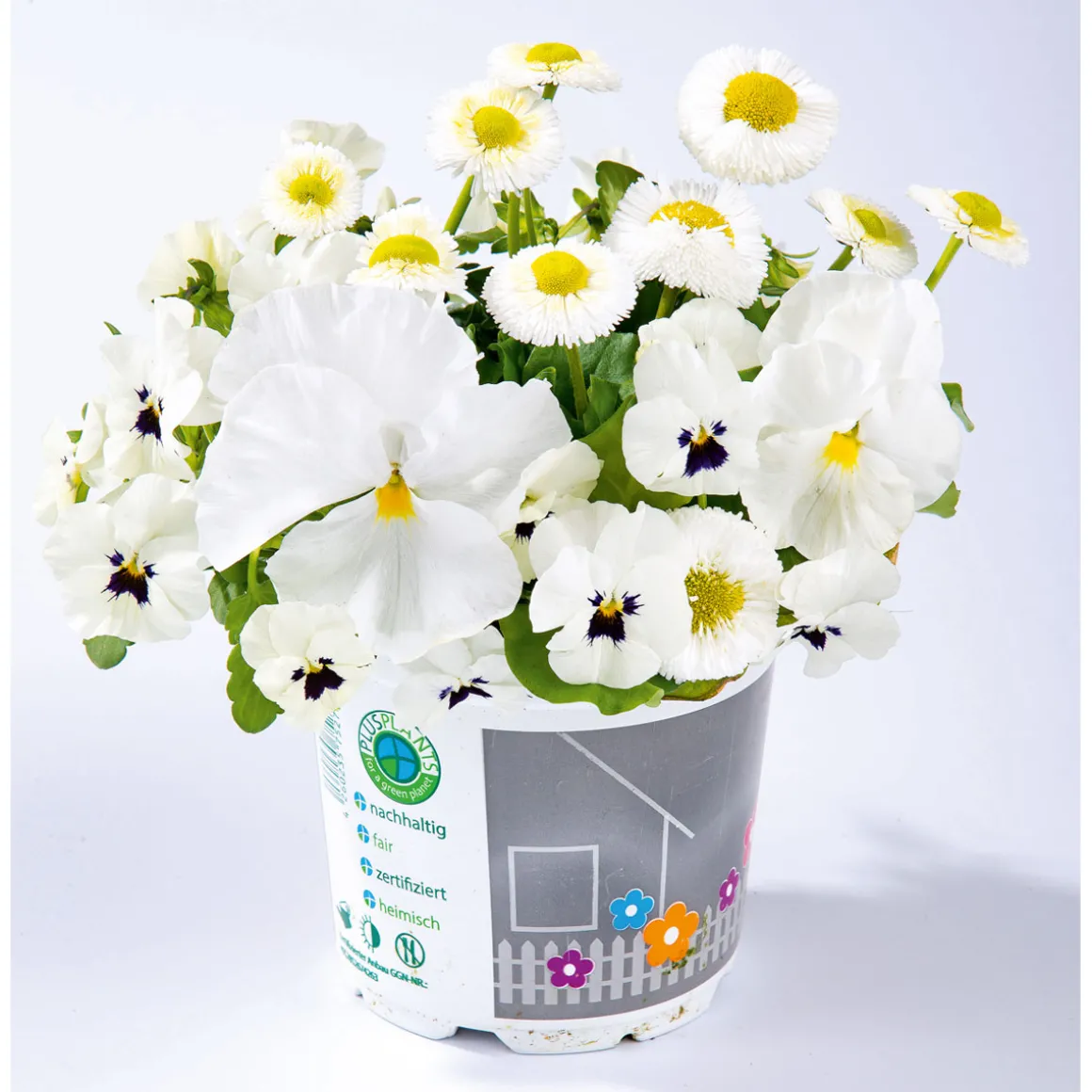 PlantiflorFrühlings-Mix Topf Durchmesser 13 cm