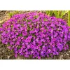 PlantiflorFrühlingsstauden Topf Durchmesser 11 cm