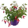 PlantiflorFuchsie hängend Topf Durchmesser 12 cm