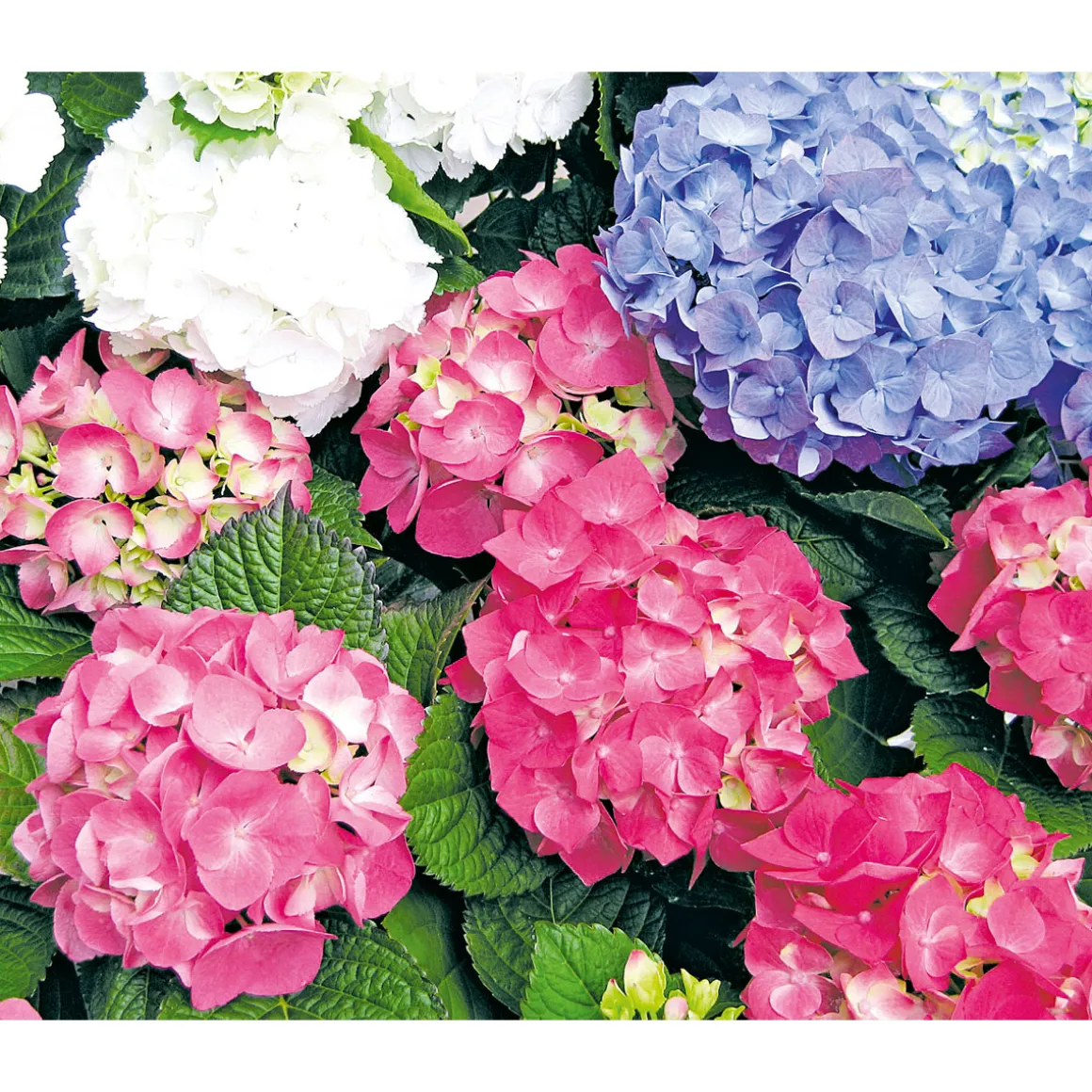 PlantiflorGartenhortensie Macrophylla Topf- Durchmesser 17 cm