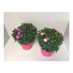 PlantiflorGartennelke verschiedene Farben T17