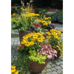 Plantiflor Garten-Sonnenauge C3