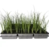 Plantiflor Gemüsejungpflanze Porre/Lauch 6er-Tray