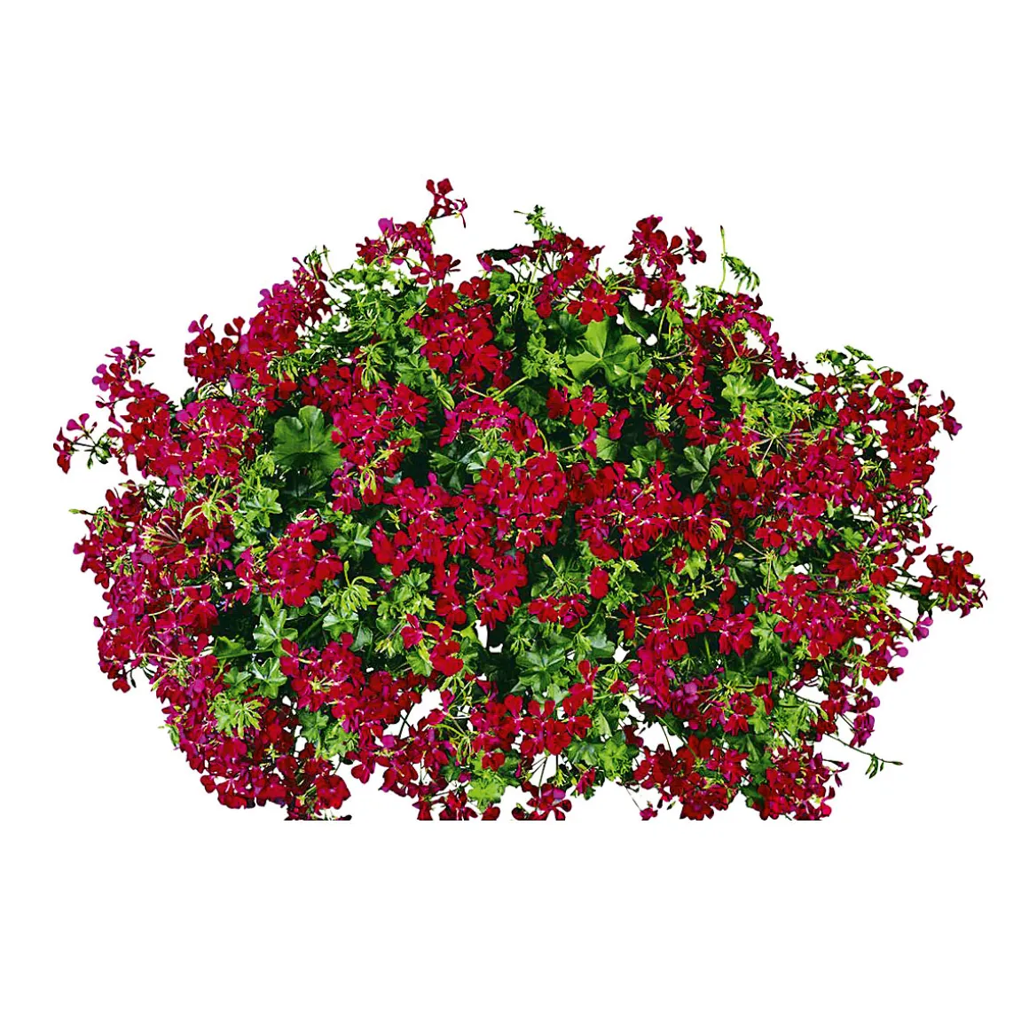 PlantiflorGeranie hängend im Topf Durchmesser 10,5 cm