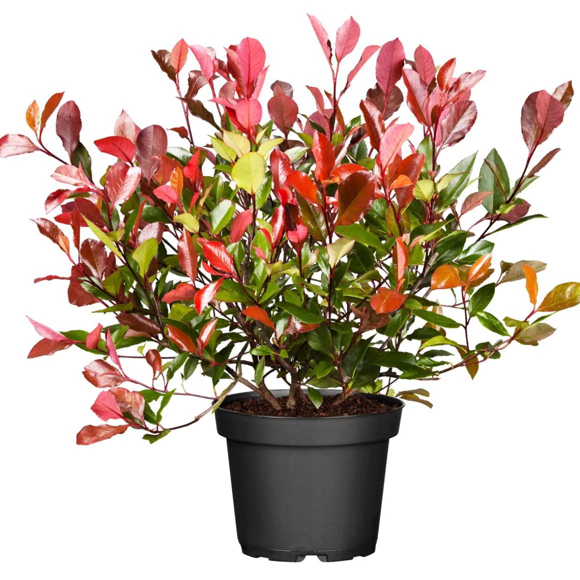 PlantiflorGlanzmispel Red Robin im Topf Durchmesser 17 cm