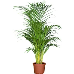 Plantiflor Goldfruchtpalme Topf Durchmesser 24 cm