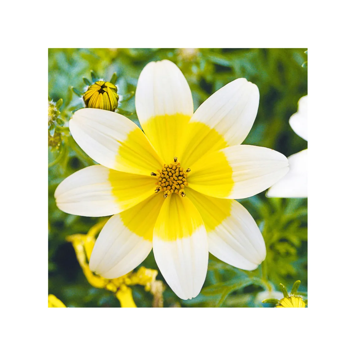 PlantiflorGoldmarie Taka Tuka Topf Durchmesser 12 cm