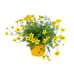 PlantiflorGoldmarie Topf Durchmesser 13 cm