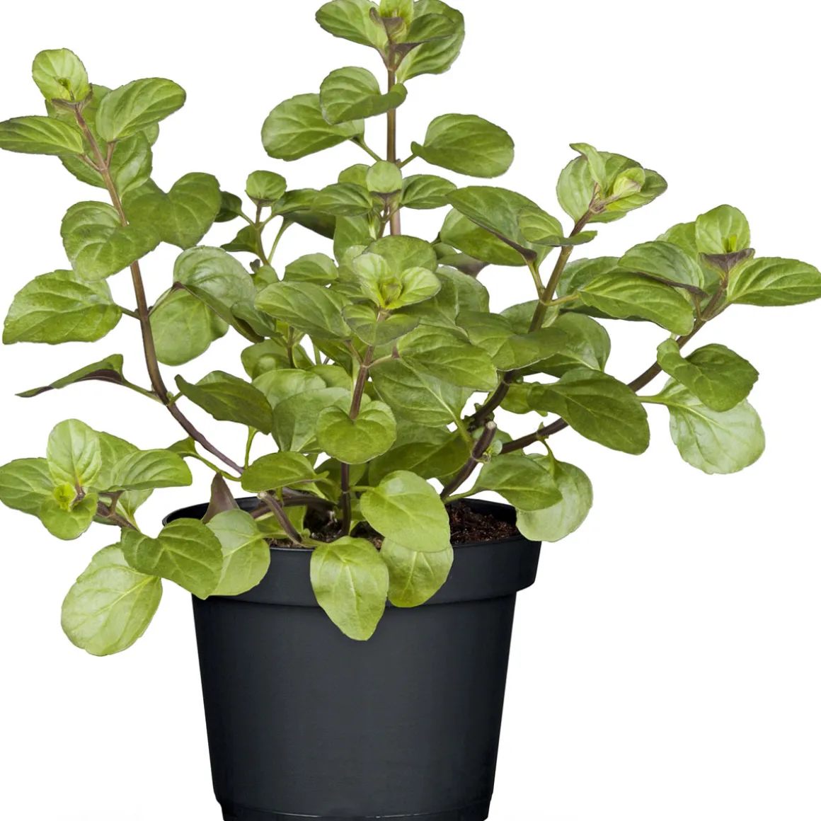 Plantiflor Gourmetkräuter Echte Minze Topf Durchmesser 12 cm