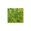 PlantiflorGourmetkräuter Oregano Topf Durchmesser 12 cm