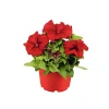 PlantiflorGroßblumige Petunie verschiedene Farben Topf Durchmesser 10,5 cm
