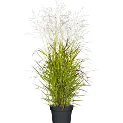 PlantiflorGräser Sortiment T19
