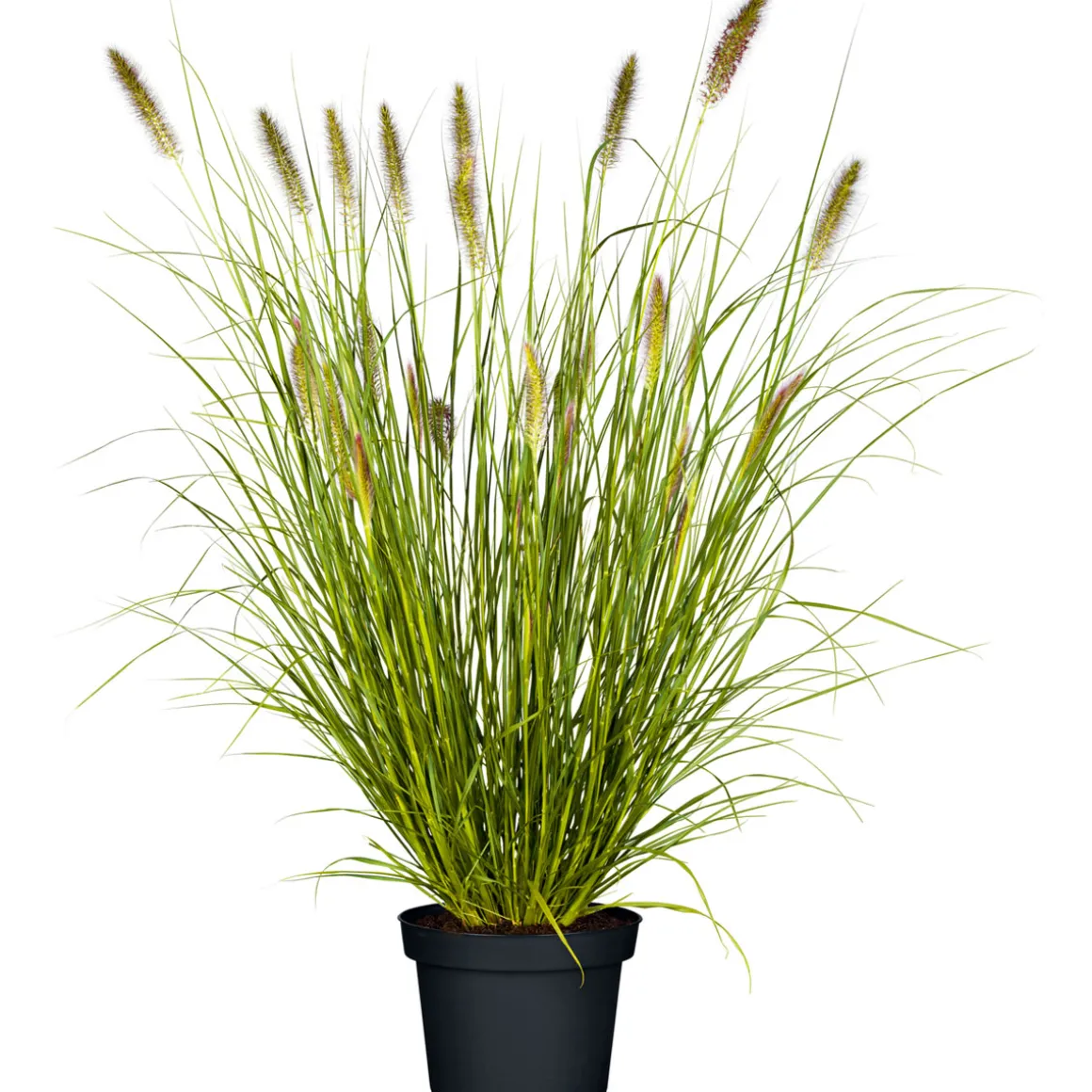 PlantiflorGräser Sortiment T19