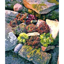 PlantiflorHauswurz Topf-Ø 10,5 cm
