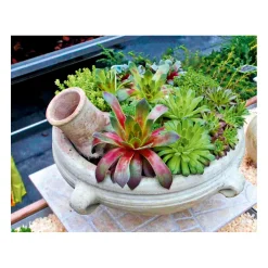 PlantiflorHauswurz Topf-Ø 9 cm 6er-Pack