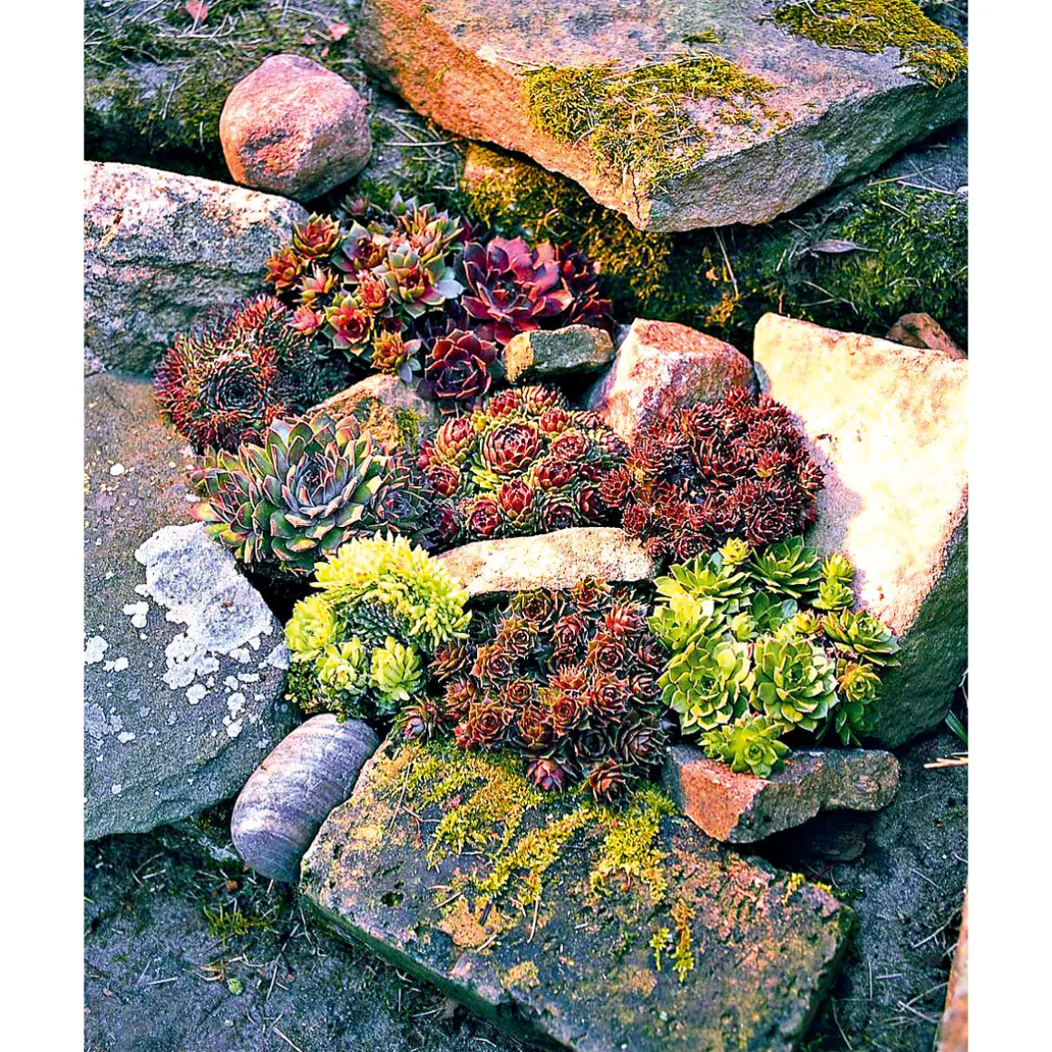 PlantiflorHauswurz Topf-Ø 9 cm 6er-Pack