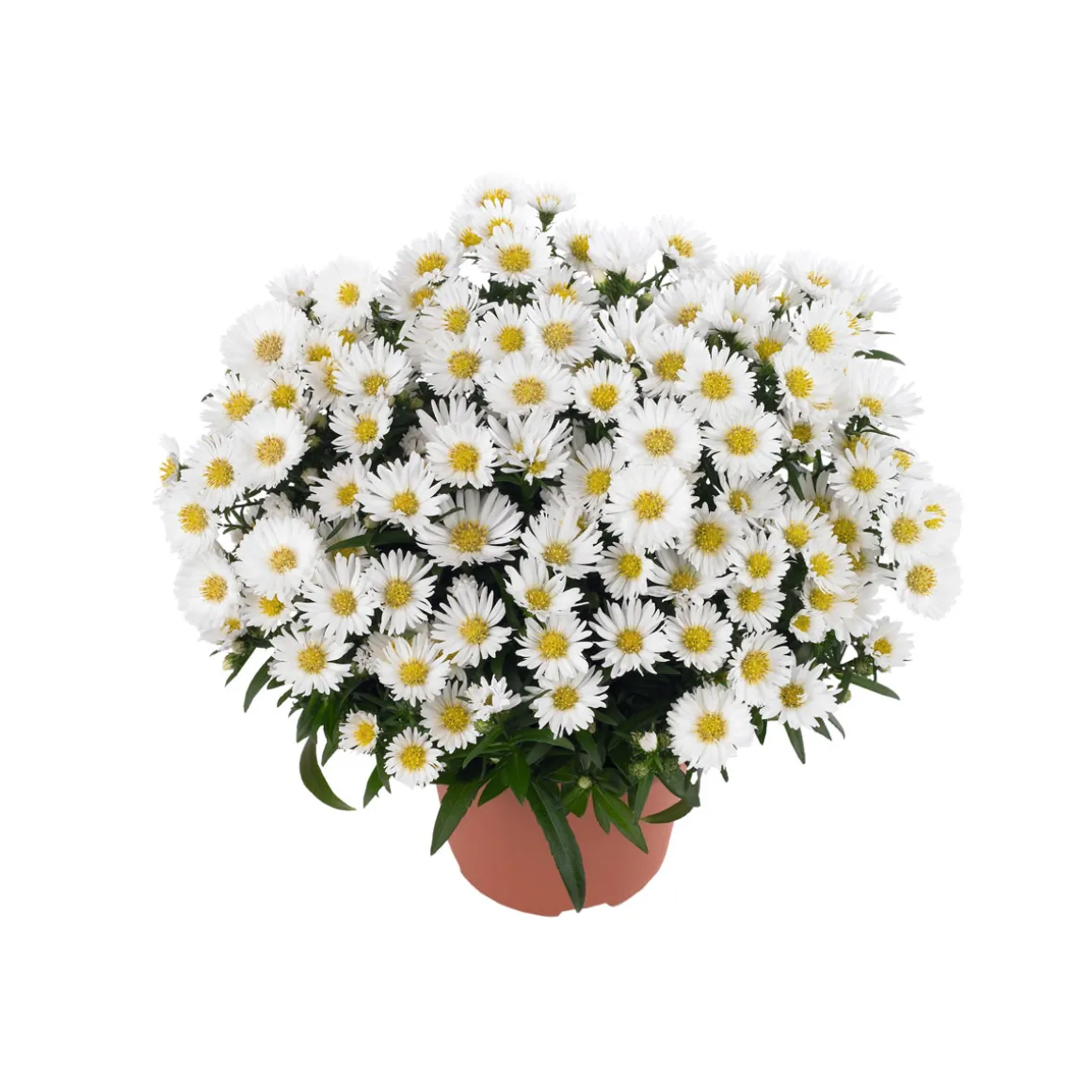 PlantiflorHerbst-Aster Topf Durchmesser 11 cm