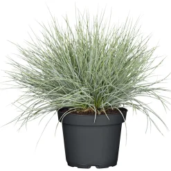 Plantiflor Herbstpflanzen Silberner Herbst 6er-Pack
