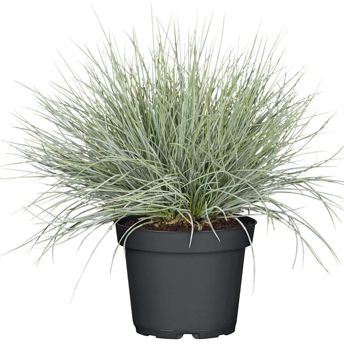 Plantiflor Herbstpflanzen Silberner Herbst 6er-Pack