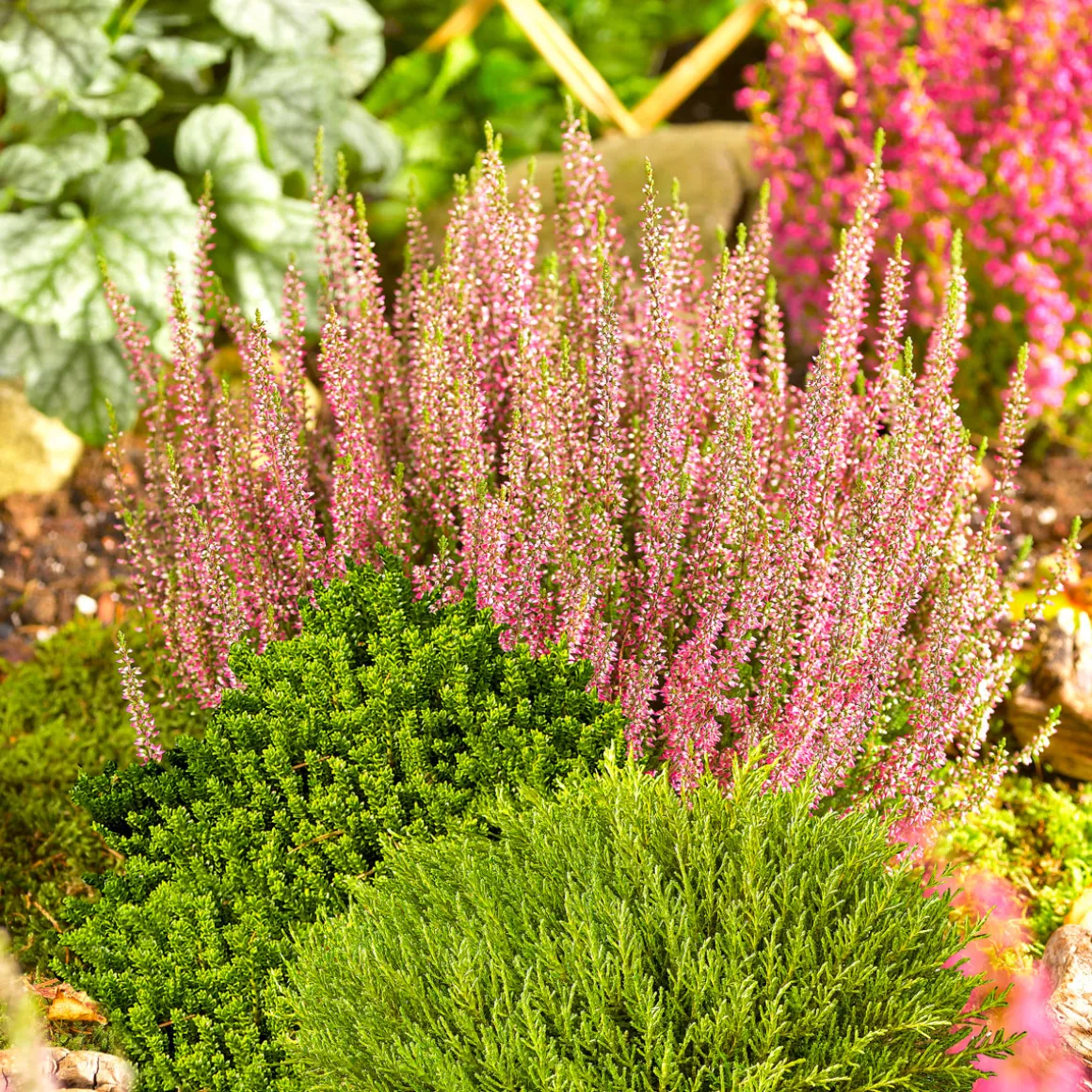 PlantiflorHerbsttray 6er-Pack Topf Durchmesser 9 cm