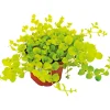 PlantiflorHerbstzauber verschiedene Sorten Topf Durchmesser 11 cm