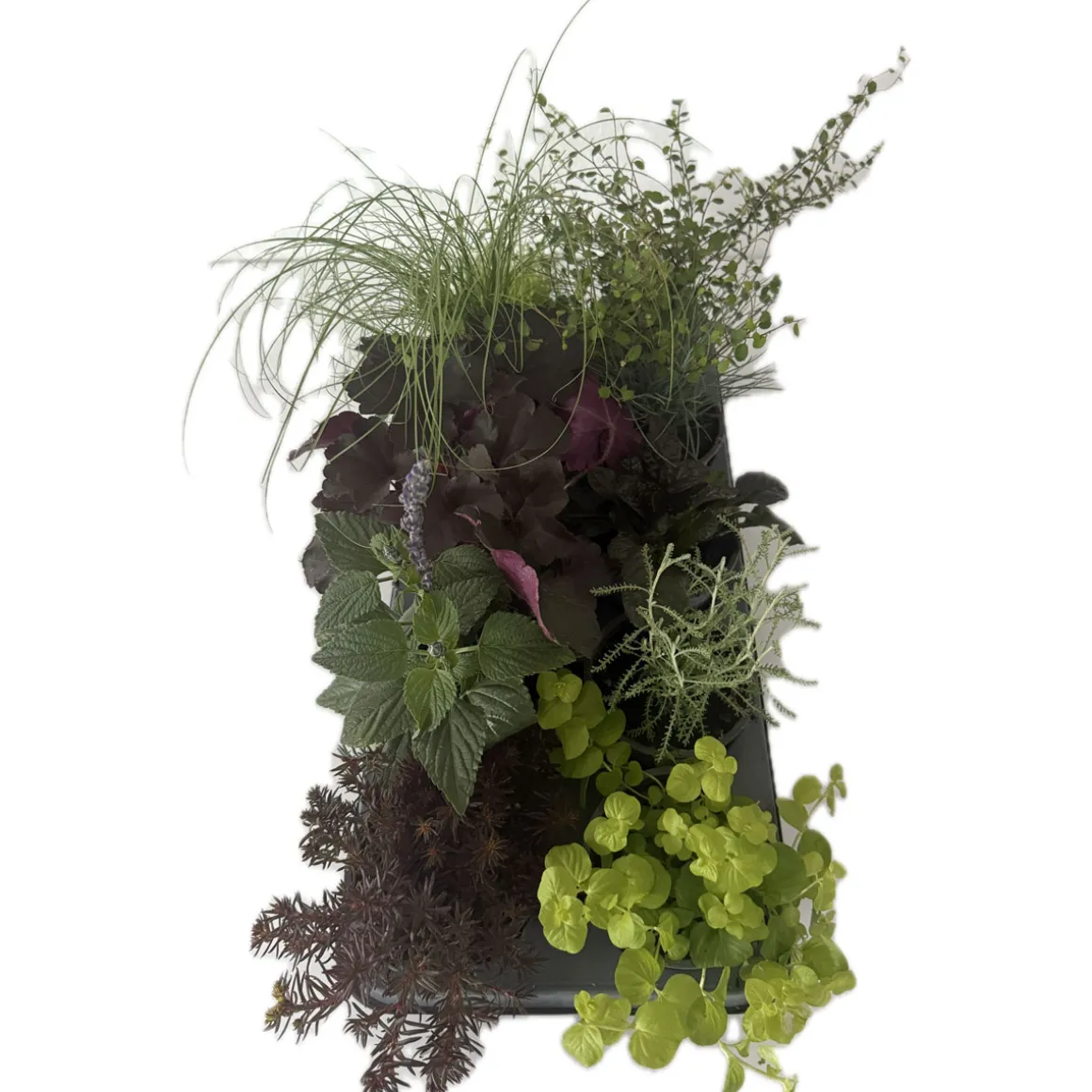 PlantiflorHerbstzauber verschiedene Sorten Topf Durchmesser 11 cm