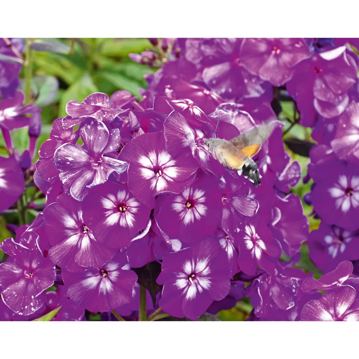 Plantiflor Hohe Flammenblume Topf- Durchmesser 19 cm