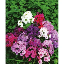 Plantiflor Hohe Flammenblume Topf- Durchmesser 19 cm