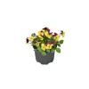 PlantiflorHornveilchen Topf Durchmesser 9 cm