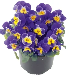 PlantiflorHornveilchen Topf Durchmesser 9 cm