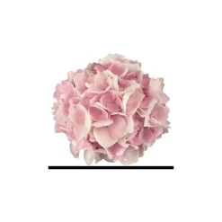 PlantiflorHortensie Music Collection Topf Durchmesser 23 cm