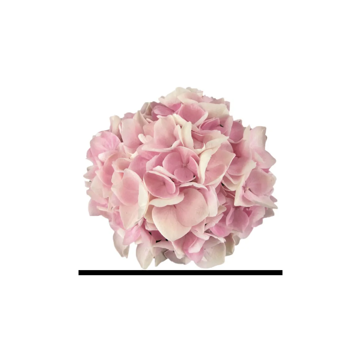 PlantiflorHortensie Music Collection Topf Durchmesser 23 cm
