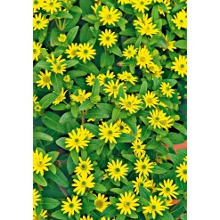 PlantiflorHusarenknopf im Topf Durchmesser 10,5 cm